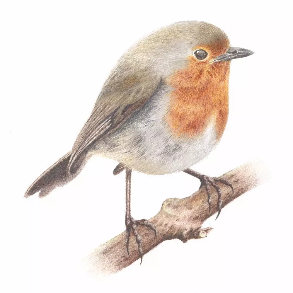 Robin Coloured Pencil Illustration